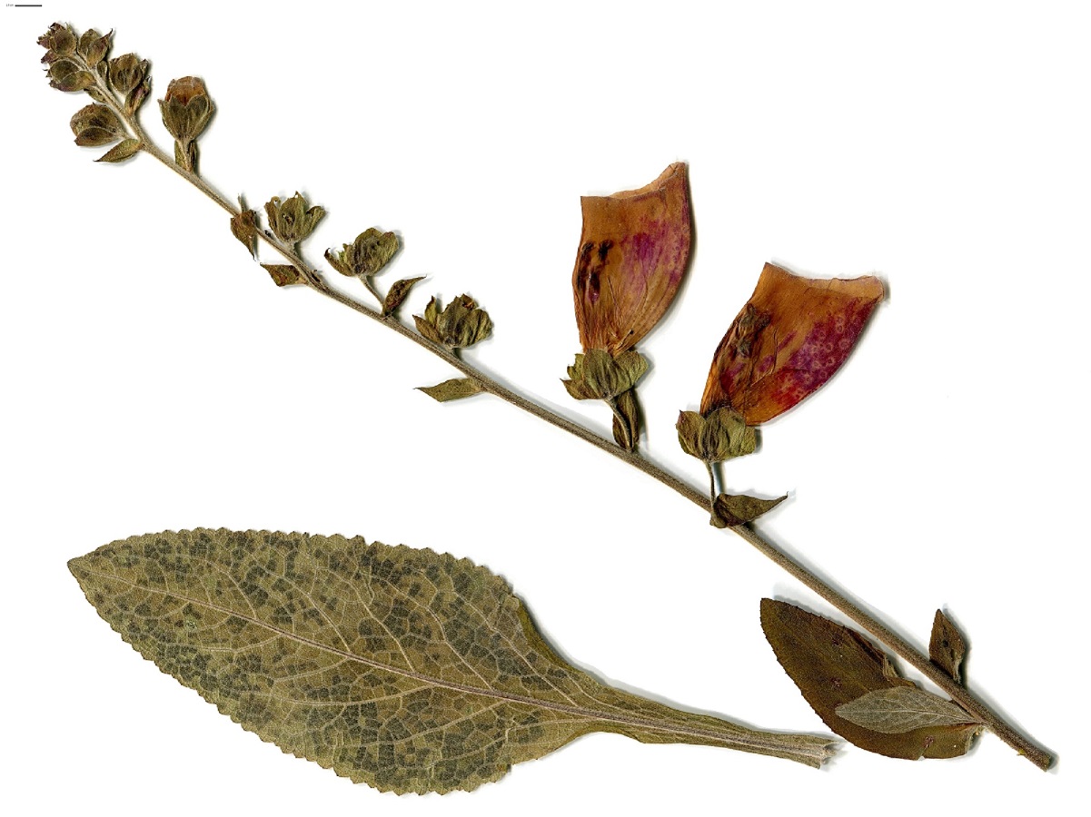 Digitalis purpurea subsp. purpurea (Plantaginaceae)